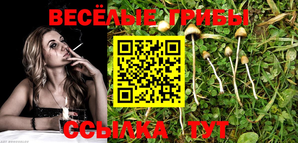 Галлюциногенные грибы Psilocybine cubensis Ангарск